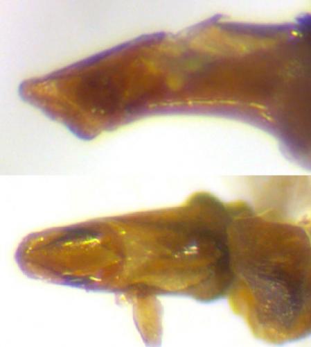 Phalacronothus biguttatus